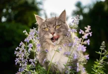 Catnip, Tanaman yang Bisa Bikin Kucing Bahagia