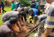 Makna Pemotongan Hewan Qurban dalam Sejarah Agama Islam
