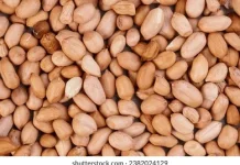 Kacang Menjadi Makanan Sehat yang Kaya Nutrisi