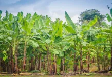 Pohon Pisang, Tanaman Serbaguna dengan Nilai Pangan dan Ekonomi