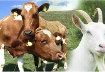 Lebih Utama Kurban Kambing atau Patungan Sapi?