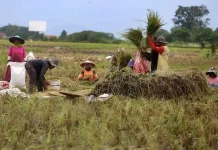 Pemerintah Perkuat Ketahanan Pangan Hadapi Ancaman Perubahan Iklim