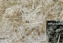 Limbah Bulu Ayam Kini Bernilai Ekonomi