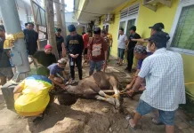 Tiga Ekor Sapi Qurban Perumda Pasar Makassar Siap Dibagikan kepada Warga