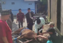 Unismuh Makassar Potong 38 Hewan Kurban pada Iduladha 1447 H