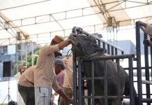 Pertamina Patra Niaga Salurkan Ribuan Paket Daging Kurban