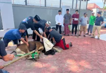Idul Adha 1447 H, Kemenkum Sulsel Sembelih Enam Ekor Sapi