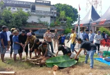 Hari Raya Idul Adha 1447 H, Polres Parepare Qurbankan 10 Sapi dan 1 Kambing