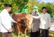 Hewan Kurban Bantuan Presiden Prabowo Disembelih di Selayar