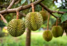 Potensi Ekspor Durian dan Alpukat Sulsel Terganjal Sistem Pertanian Manual