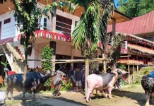 Makna Pohon Induk, Kalosi, dan Lambiri dalam Upacara Rambu Solo’ Toraja