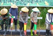 Gerakan Pangan Jagung Serentak Dilakukan Jajaran Polda Sulsel