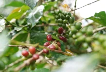 Toraja Menjaga Nama dan Aroma Buah serta Cita Rasa Khas Kopi Arabika