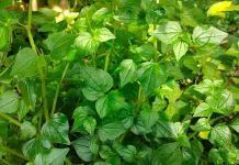 Daun Sirih Cina Kian Diminati, Tanaman Herbal dengan Beragam Manfaat Kesehatan