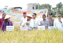 Bappenas Apresiasi Kemajuan Pertanian, Panen Raya Bukti Kemajuan Sidrap