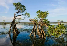 Krisis Mangrove, DLHK Sulsel Ingatkan Ancaman Ekonomi dan Ekologis
