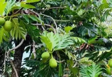 Potensi Buah Sukun Menjadi Superfood Masa Depan