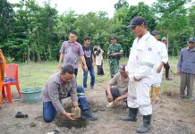 Luwu Kembangkan Aren Genjah, Dukung Penghijauan dan Kesejahteraan Warga