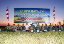 Pangdam Hasanuddin Panen Padi di Maros, Lima Traktor Diserahkan untuk Petani
