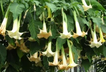 Bunga Terompet Brugmansia Tanaman Hias Indah tapi Beracun