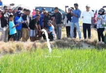 Bupati Sidrap Kawal Langsung Pasokan Air Sawah yang Terdampak Kekeringan