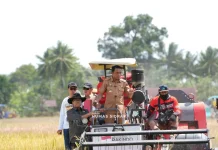Bupati Sidrap Luncurkan Panen Raya Mekanisasi Pertanian