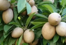 Kandungan Nutrisi dan Khasiat Buah Sawo Manila