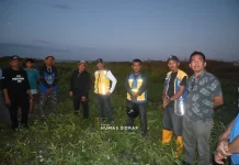 Bupati SIDRAP, Turun Malam Dengar Keluh Kesah Petani