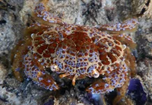 Devil Crab, Kepiting Laut Unik Terlarang untuk Diolah dan Dikonsumsi