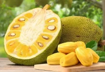 Penelitian Ungkap Potensi Nangka Cegah Berbagai Penyakit