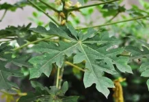 Daun Pepaya Ampuh Atasi Asam Lambung