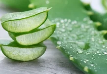 Lidah Buaya, Tanaman Serbaguna untuk Obat dan Pangan
