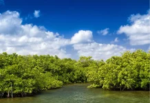 Studi Ungkap Hutan Mangrove Dunia Mulai Pulih Berkat Upaya Konservasi