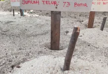 Ratusan Tukik Menetas di Kapoposang, Bukti Konservasi Penyu Berbuah Hasil