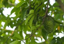 Daun Srikaya Kian Dilirik, Berpotensi Jadi Herbal Kesehatan
