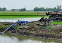 Langkah Mitigasi El Nino dan Harapan Swasembada Pangan