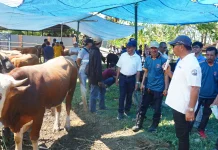 Hadiri Kontes Sapi Hasil IB, Bupati Bukukumba Minta Jaga Kualitas Ternak
