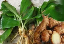 Kencur Bermanfaat Mengobati Masuk Angin Ringan