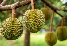 Pemprov Sulsel Genjot Potensi Buah Unggulan Berkelanjutan