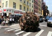 Bola Rambut Raksasa Bergulir di New York, Kampanye K18 Soroti Kerontokan Rambut