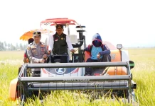 Panen Raya Sumpang Mango, Sidrap Sasar Produksi 1 Juta Ton
