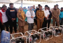 Panen di tengah Kemarau, Listrik Masuk Sawah Kunci Sukses Panen Sidrap