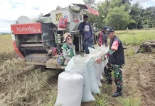Dukung Swasembada Pangan, Koramil 04/Mandai Dampingi Petani Panen Padi