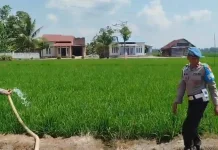 Polres Palopo Salurkan Air untuk Sawah Warga Terdampak Kekeringan di Pentojangan