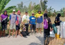Program Listrik Masuk Sawah, Bantu Petani Kadidi Panen di Musim Kemarau