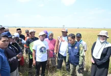 Sidrap Jaga Pertanian Hadapi Ancaman El Nino