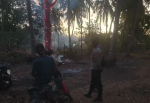 Seorang Bakar Rumput di Kebun Ciptakan Pohon Bara Setinggi 7 Meter di Laiyolo