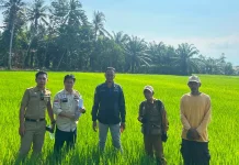 Strategi Tepat Hadapi El Nino, Petani di Luwu Utara Sukses Panen Raya