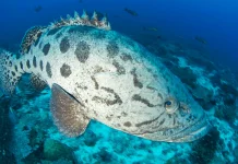 Ikan Karang Besar Berisiko Racun, Kenali Bahaya Ciguatera sejak Dini