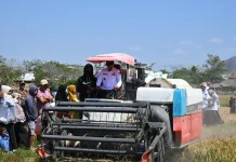 Panen saat Kemarau El Nino, Bupati Sidrap Puji Petani